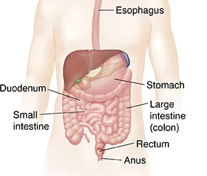 The digestive tract.