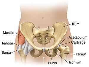 Female pelvic area, showing bones, muscles, tendons, cartilage, and bursa.